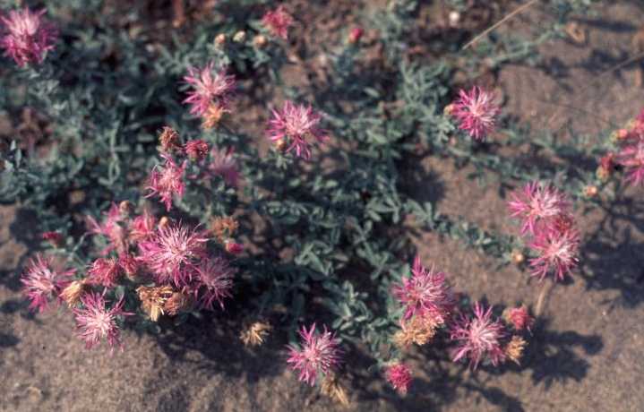 Centaurea_aplolepa_subc.jpg