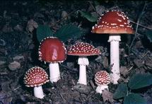 amuscaria.jpg