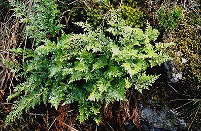 asplenium_cuneifolium.jpg