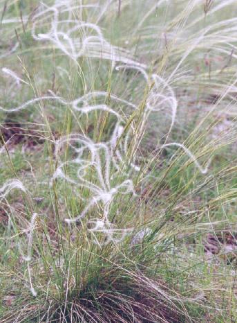 stipa_p.jpg